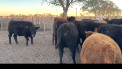 Lote 40 VAQUILLONAS