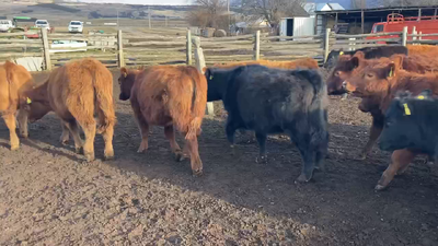 Lote 65 Ternera en Coyhaique,  XI Región Aysén