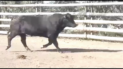 Lote TORO BRANGUS