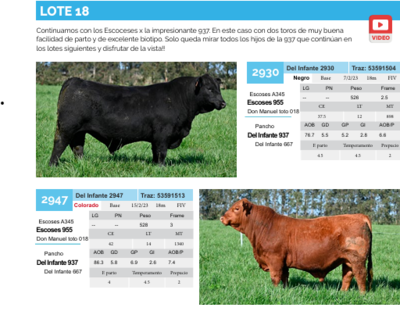 Lote Lote 18