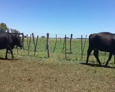 Lote 16 Vacas en Bolívar, Buenos Aires