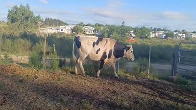Lote TORO