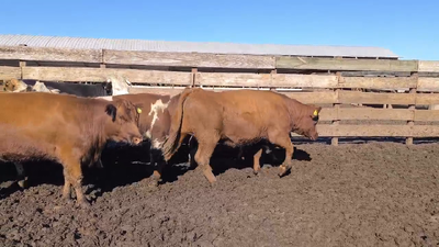 Lote 20 Vaquilla Gorda en Los Ángeles, VIII Región Biobío