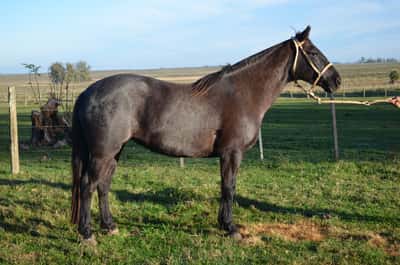 Lote Desatinada del Paso