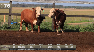 Lote LOTE 76 - EN VIVO
