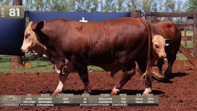 Lote LOTE 81