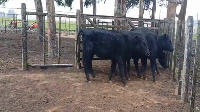Lote (Vendido)5 Vaquillonas  AA/ HO 260kg -  en Colonia Alonso Montaño