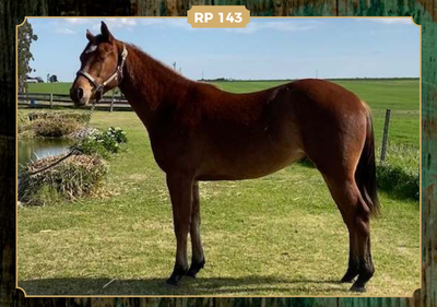 Lote GV VALIENTE STRONG COFFEE PEPPY