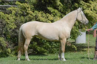 Lote Yubely Dosa Silenciosa