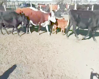 Lote 17 Vacas CUT Paridas y Vacias en Villaguay, Entre Ríos