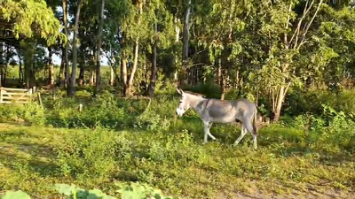 Lote Burro