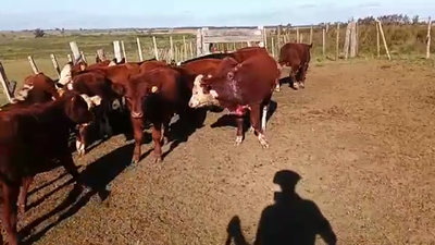 Lote 18 Terneros y Terneras CRUZA 180kg - , San José