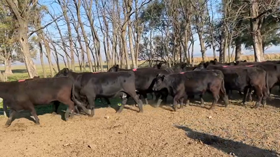 Lote 36 Vacas medio uso C/ cria en San Vicente, Buenos Aires