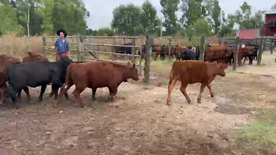 Lote 25 Terneras en Cañuelas, Buenos Aires