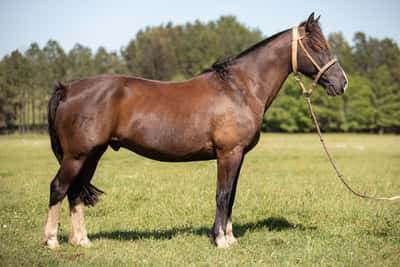 Lote Timote Torrente