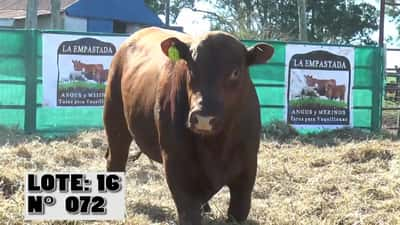 Lote 3 Toros, Durazno