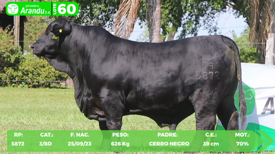 Lote LOTE 60
