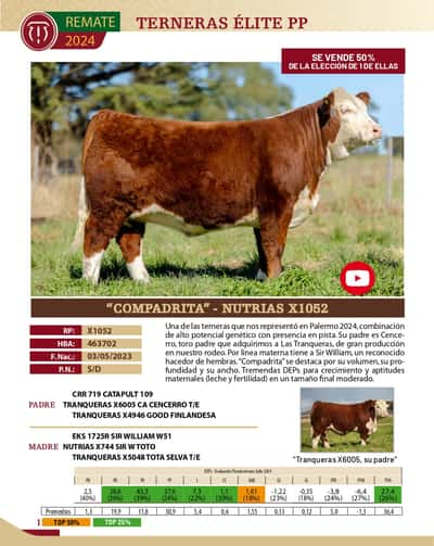 Lote TERNERAS PP