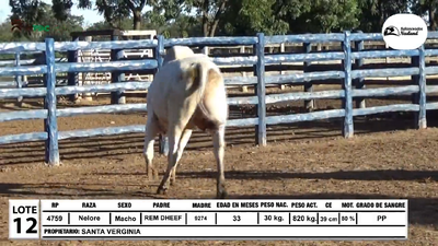 Lote Toros Nelore, Loma Plata