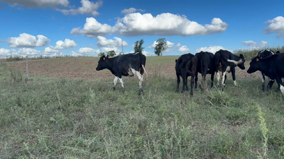 Lote VAQUILLONAS 1 a 2 AÑOS