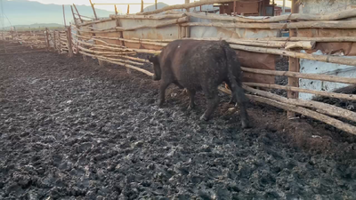 Lote 20 Novillo Gordo en Mostazal, VI Región O'Higgins