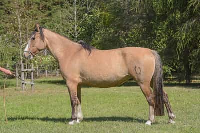 Lote Constancia Otro Baile
