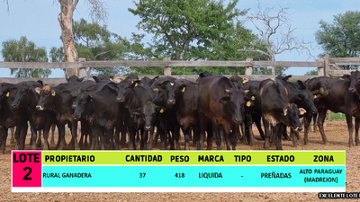 Lote LOTE 2 - 37 VAQUILLAS PREÑADAS CBO 0
