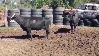 Lote 2 Vacas preñadas en COLONIA ESTRELLA