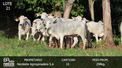 Lote LOTE 21