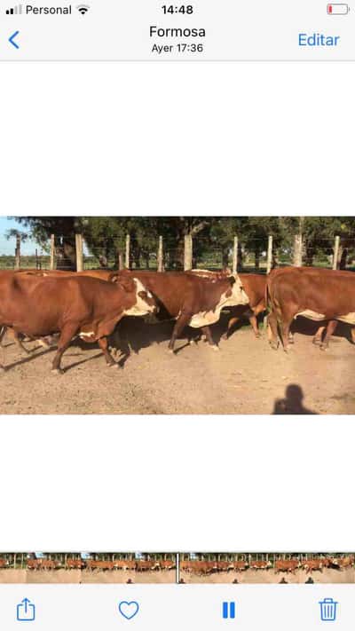 Lote 55 Vacas nuevas C/ gtia de preñez en Gral. San Martín, Chaco