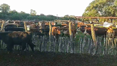 Lote 80 Terneros/as en Corrientes, Perugorría