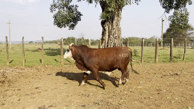 Lote TOROS BRAFORD, Cabaña "SAN SIMON"