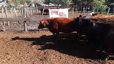 Lote 30 TERNERAS