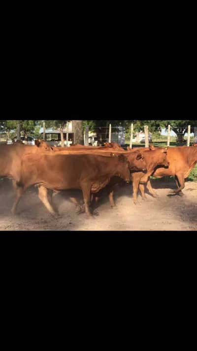 Lote 55 Vacas nuevas C/ gtia de preñez en Gral. San Martín, Chaco