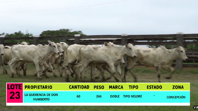 Lote LOTE 23 - 60 VAQUILLAS CBO 1