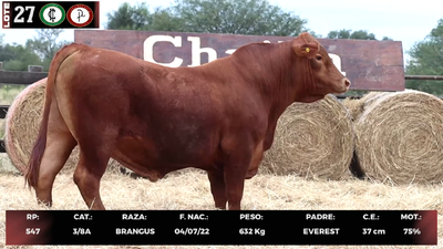 Lote LOTE 27