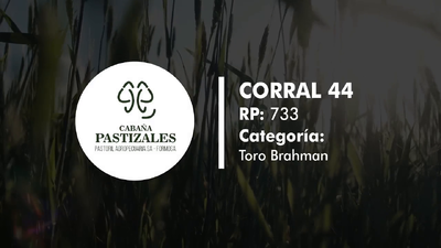 Lote Toro