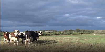 Lote 7 Vaca en Colonia