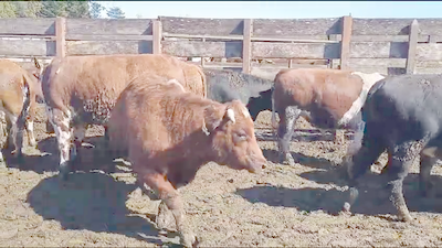 Lote 40 Novillo Gordo en Los Ángeles, VIII Región Biobío