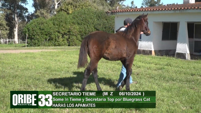 Lote Lote 33