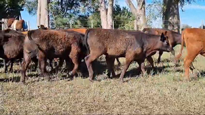 Lote 74 Terneros/as