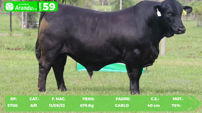 Lote LOTE 59