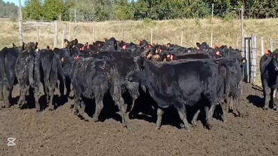 Lote TERNERAS