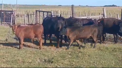 Lote (Vendido)8 Piezas de cría ANGUS en AGRACIADA