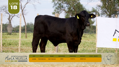 Lote LOTE 18