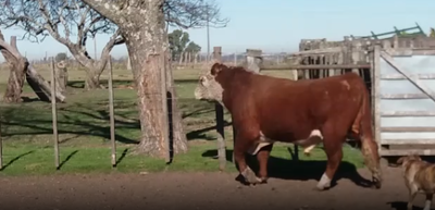 Lote 1 Toros en Soriano