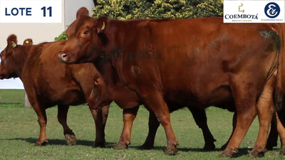 Lote CABAÑA COEMBOTÁ: 11 vacas PC preñadas