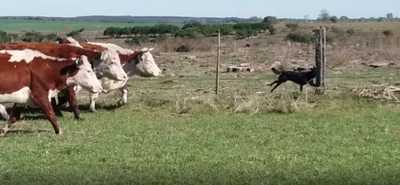 Lote 8 Vacas preñadas en Soriano