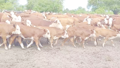 Lote 110 Vacas nuevas C/ cria en Villaguay, Entre Ríos