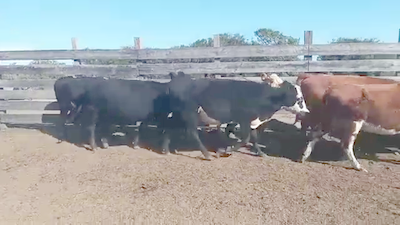 Lote (Vendido)11 Vacas de Invernada 380kg - , San José